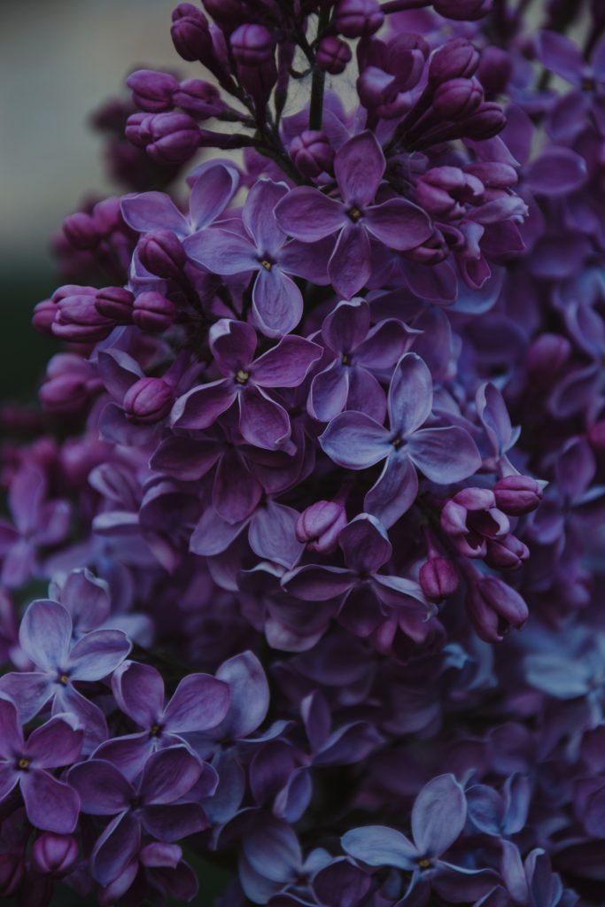 close-up-photo-of-purple-lilac-flowers-1381679