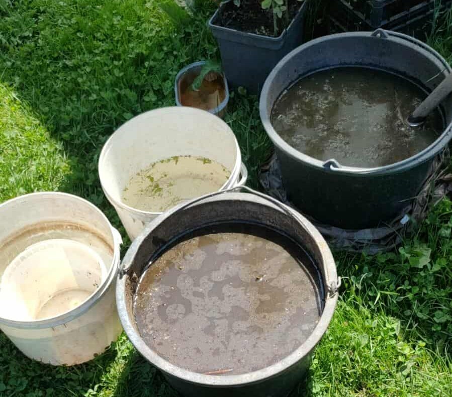 gnojowica z pokrzywy