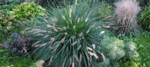 trendy ogrodowe na 2026 rok