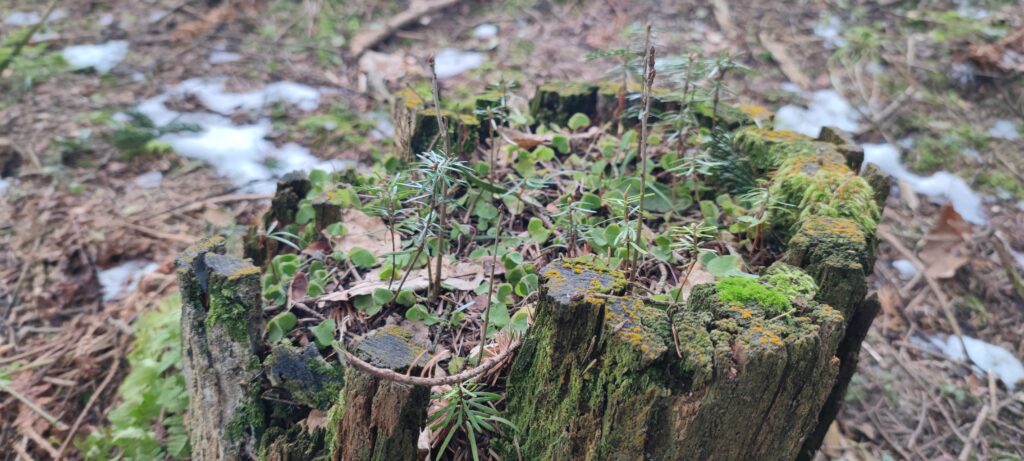 pien dzrewa z małymi siewkami i mchem